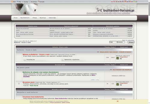 bulterier-forum.pl