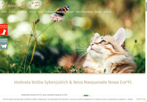 koty-nowaera.pl