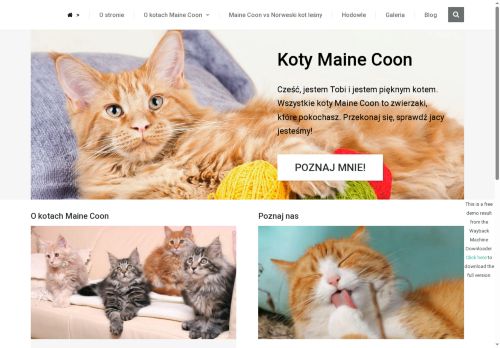 kotymainecoon.pl