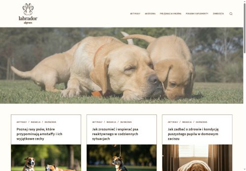 labrador-algrom.pl