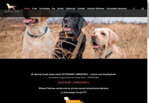 labradory-hodowla.pl