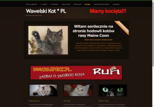 mainecoon.net.pl